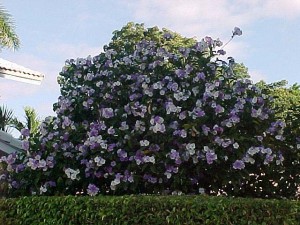 Brunfelsia