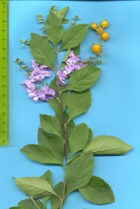 Duranta erecta [Yeerongpilly 24 Jan 2005] Flowering twig B & fruit