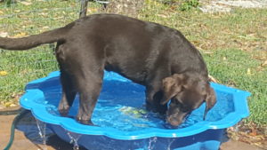 frank-in-pool